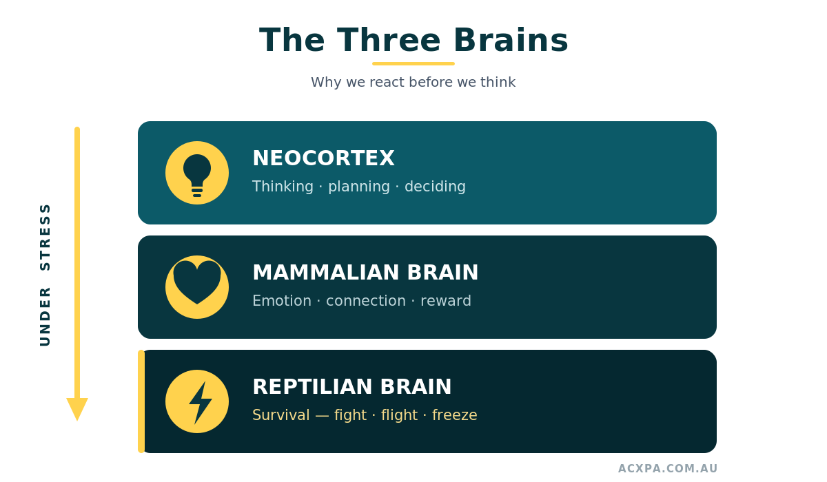 The three brains model &mdash; neocortex (thinking), mammalian brain (emotion) and reptilian brain (survival)